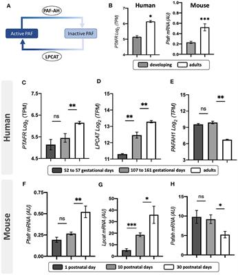Platelet-activating factor receptor (PAFR) regulates neuronal maturation and synaptic transmission during postnatal retinal development
